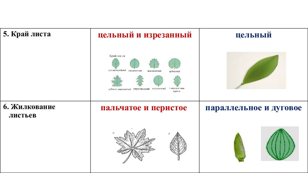 Край листа. Тип,жилкование,форма,,край листа. Дуговое жилкование листовой пластинки у. Каштан Тип жилкования. Форма листа покрытосеменных.