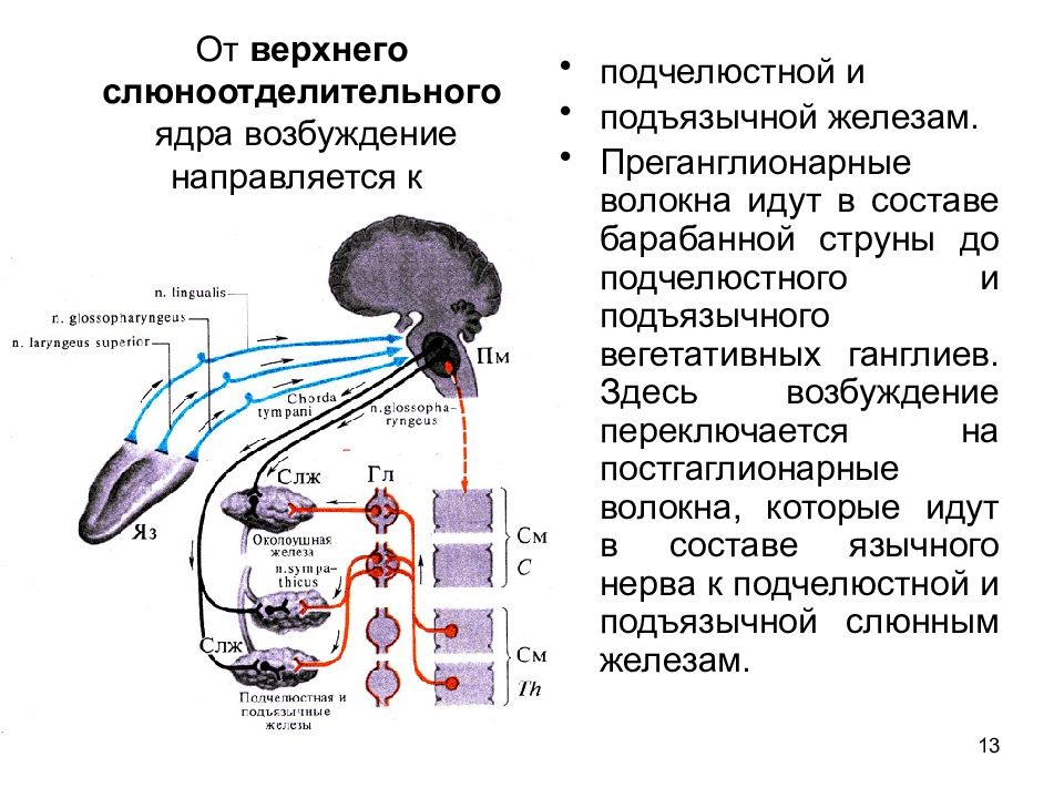 Пищеварение 2. Нижнее слюноотделительное ядро иннервация. Верх слюноотделительноеядро. Верхнее слюноотделительное ядро. Вернее слноотделительное ядро.