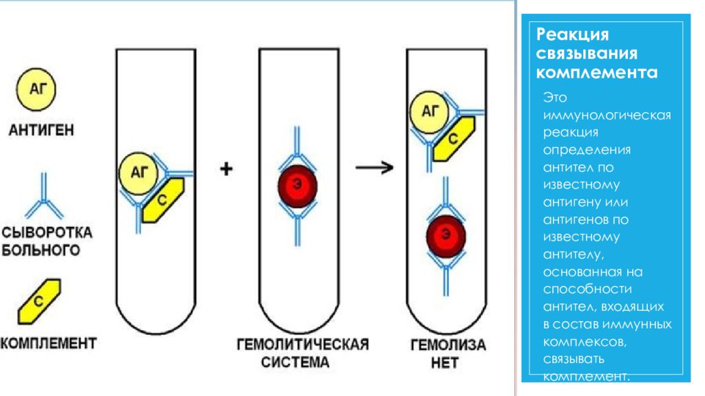 Реакция связывания комплемента микробиология