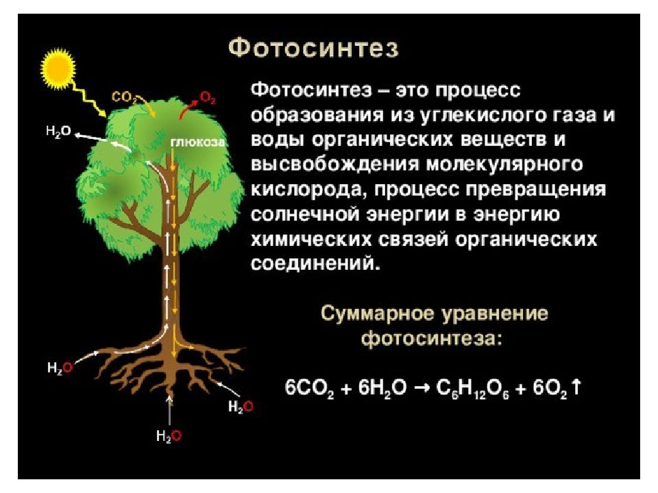 Образуются углеводы из углекислого газа и воды. Фотосинтез 5 класс биология. Фотосинтез это в биологии. Процесс фотосинтеза. Понятие фотосинтез.