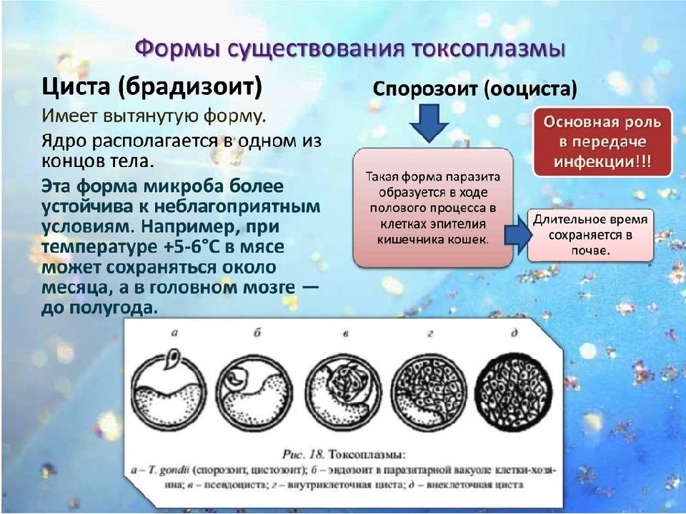 Какое значение в жизни простейших имеют цисты. Образование цисты у бактерий. Строение цисты бактерий. Функции цисты у бактерий. Споры цисты бактерий.