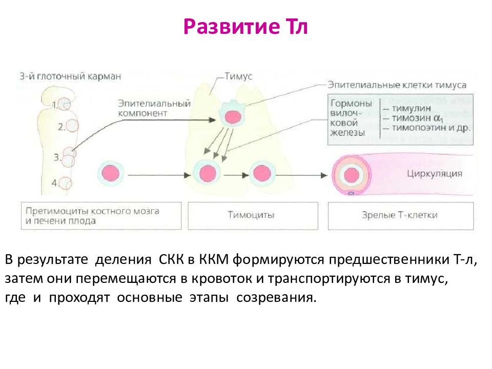 Схема подсчета лимфоцитов разных популяций с помощью проточного цитофлюориметра