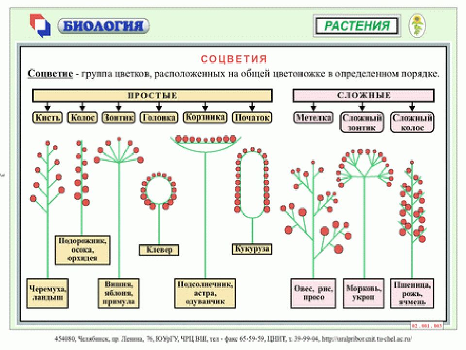 Схемы растений в биологии