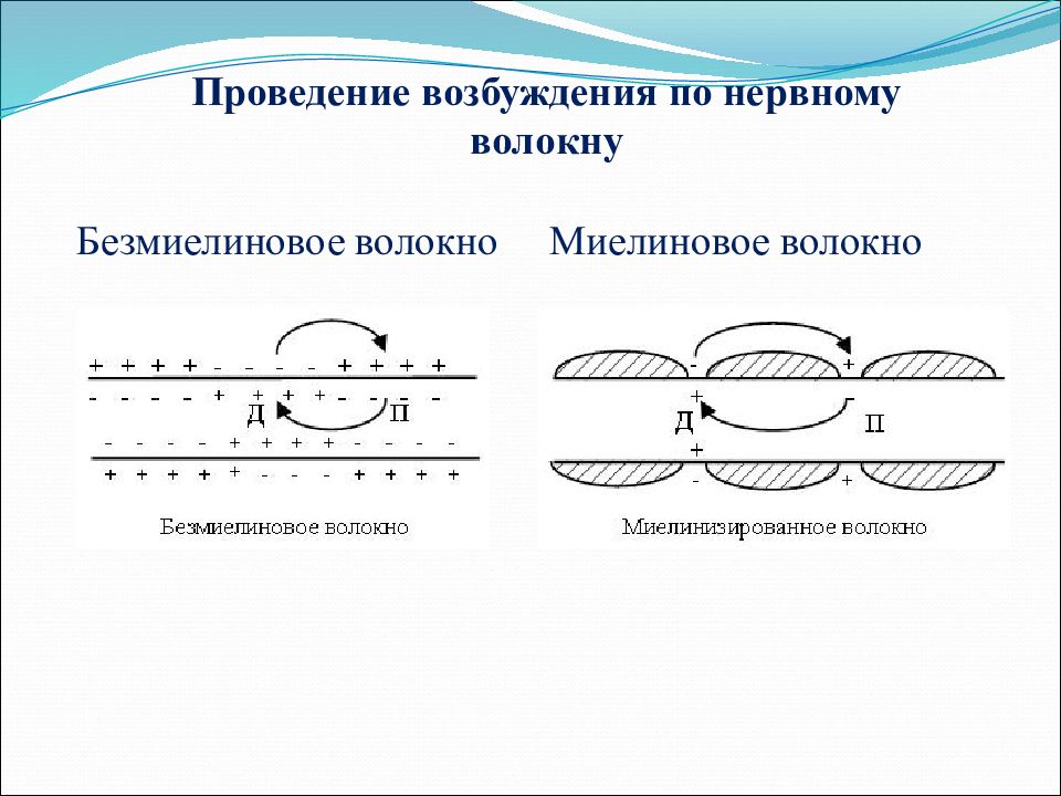 Проведение возбуждения