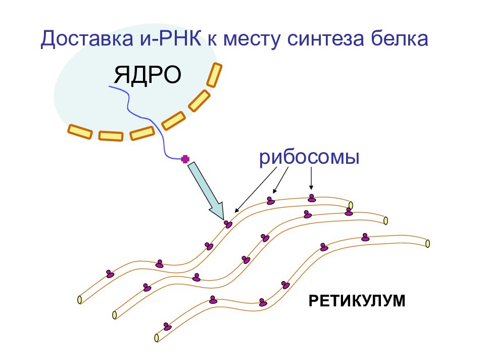 Репликация рибосомы