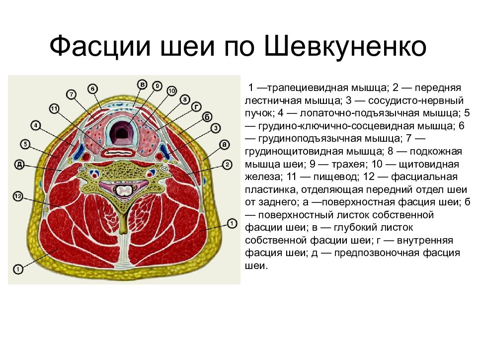 Шейная фасция. Фасции шеи по Шевкуненко топографическая анатомия. Топографическая анатомия шеи фасции шеи. Предпозвоночная пластинка фасции шеи. Предтрахеальная пластинка фасции шеи.