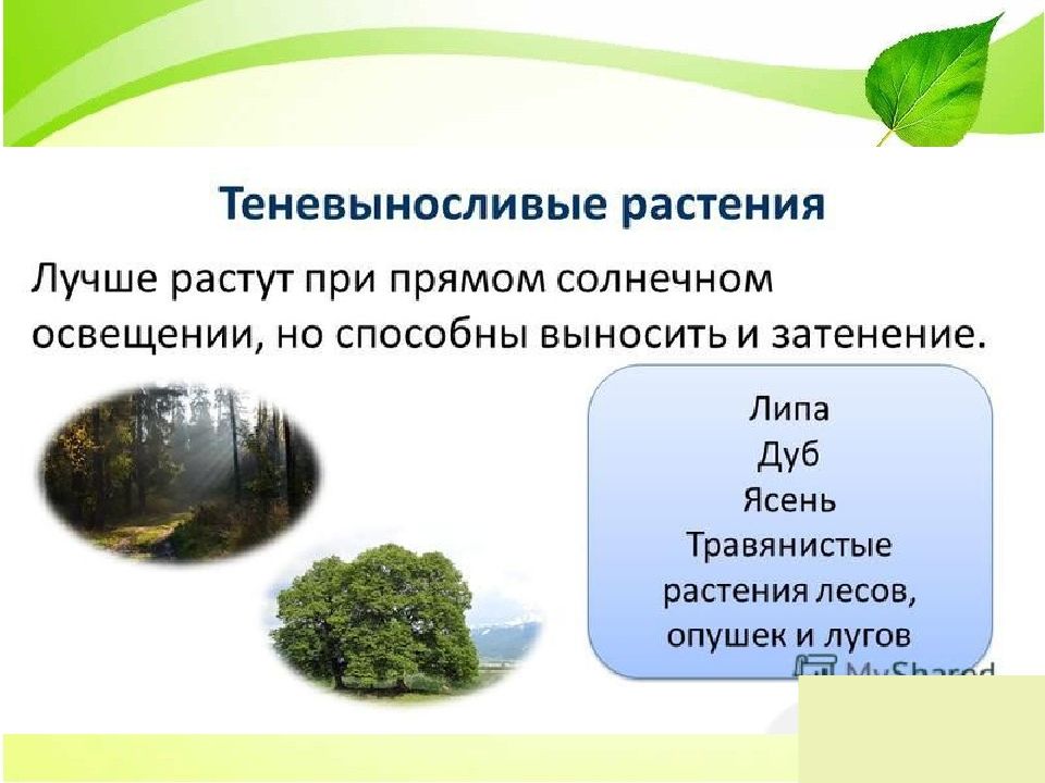 Презентация влияние экологических факторов на урожайность дикорастущих растений