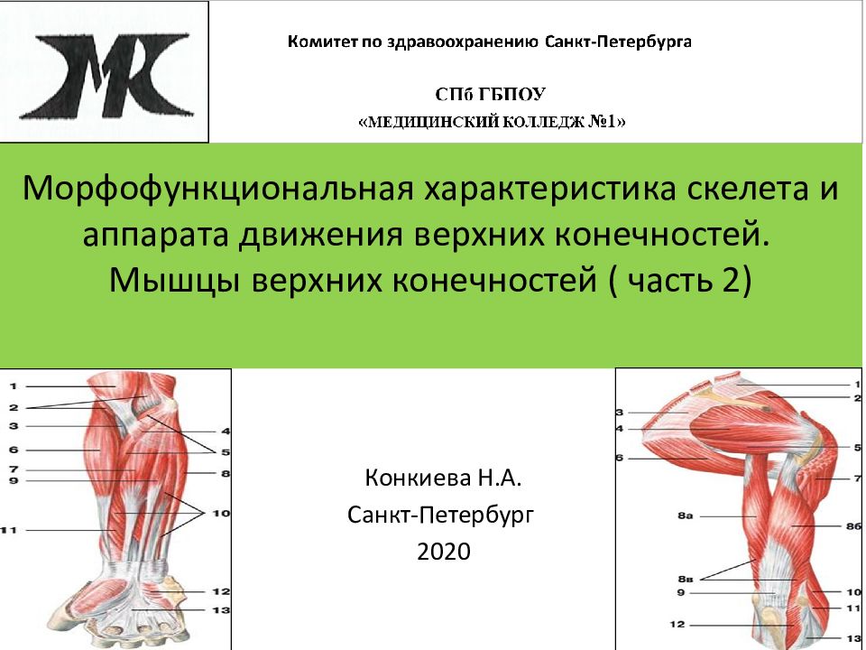 Морфофункциональная характеристика скелета и аппарата движения верхних конечностей. Мышцы верхних конечностей ( часть 2)