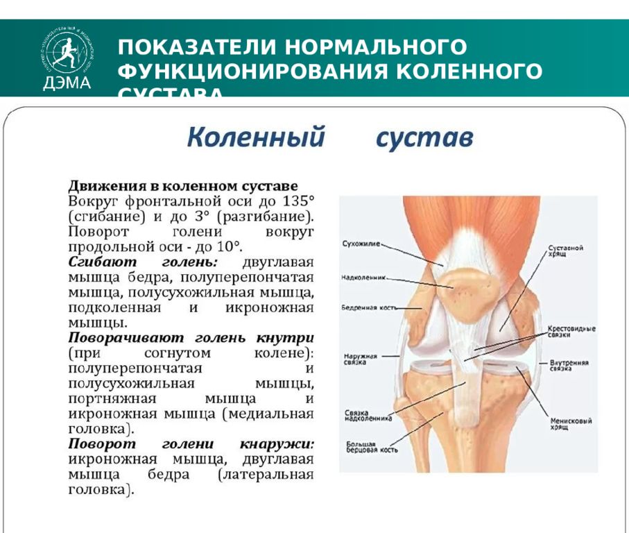 Презентация коленный сустав