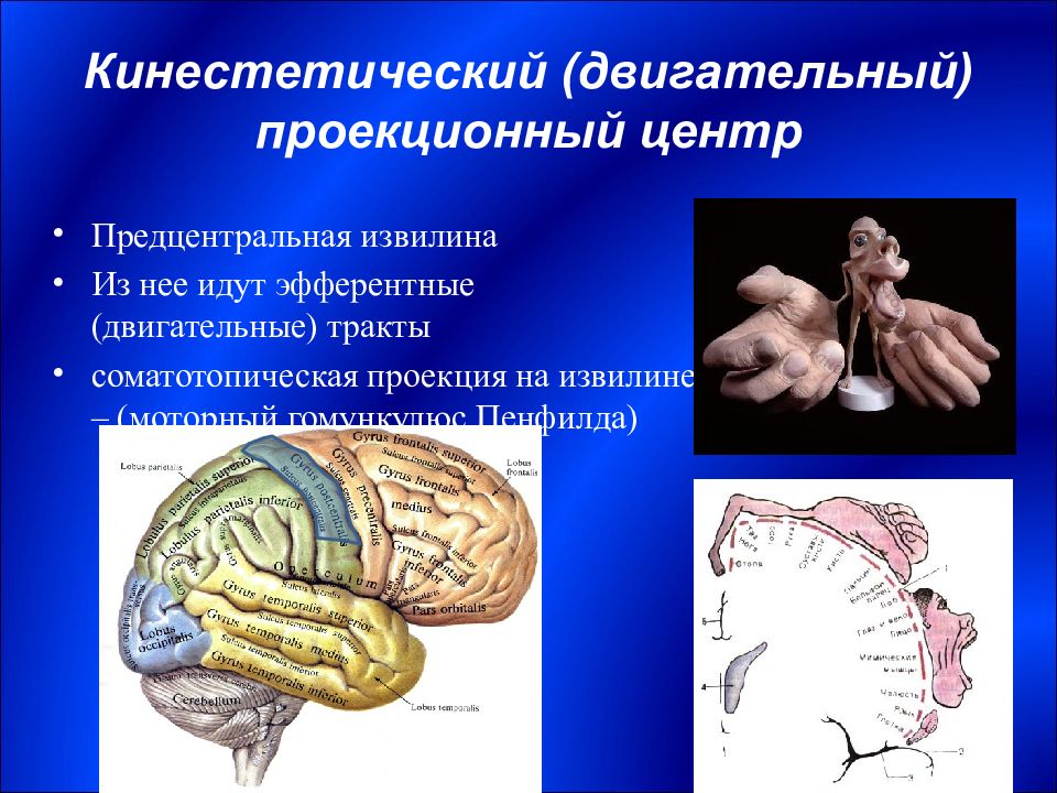 Функциональная анатомия. Предцентральная извилина двигательная извилина. Двигательный проекционный центр. Функциональная анатомия конечного мозга. Проекционные центры конечного мозга.