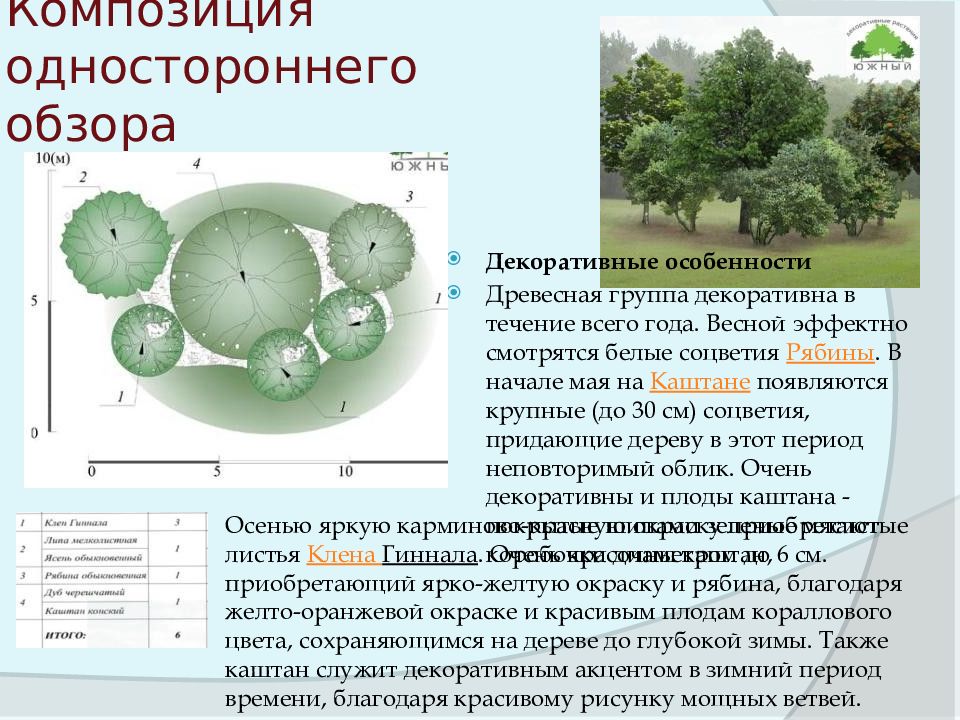 Чертеж в масштабе 1 500 на котором условно обозначены древесные и кустарниковые растения