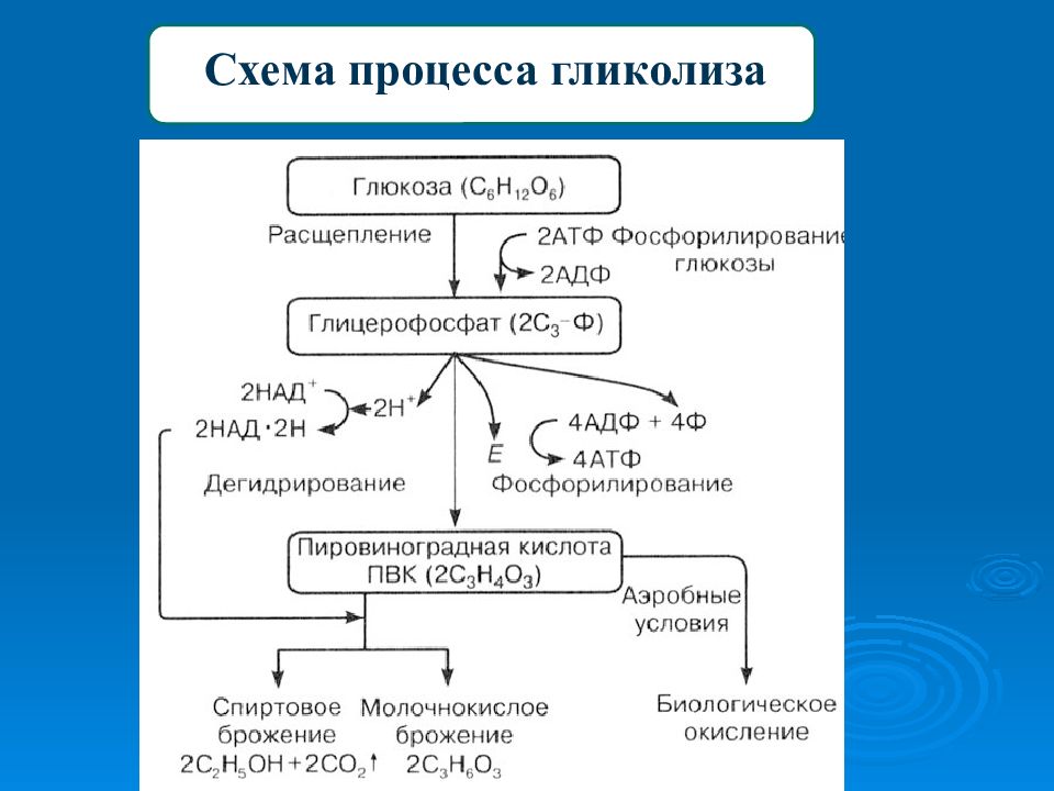 Гликолиз 6 атф. Схема реакции аэробного гликолиза Глюкозы. Схема анаэробного гликолиза биохимия. Этапы аэробного гликолиза реакции. Этапы гликолиза схема.