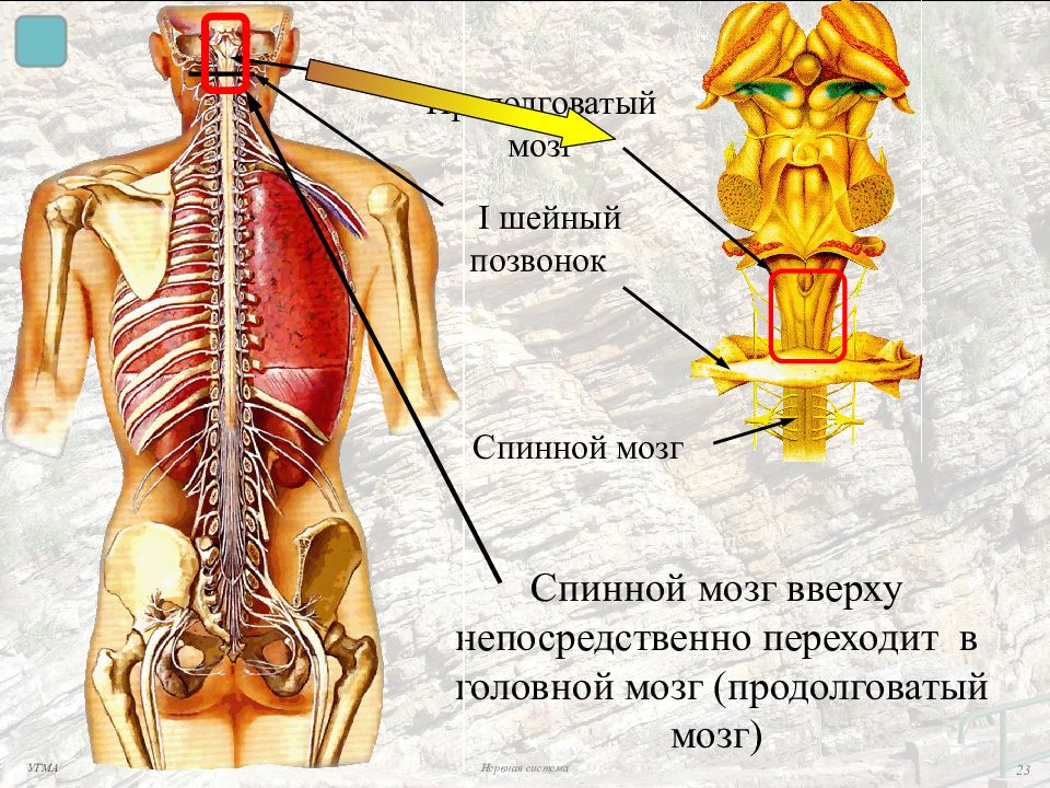 Спинной продолговатый мозг. Продолговатый мозг и спинной мозг. Продолговатый мозг и позвоночник. Спинной мозг и шейные позвонки. Вверху спинной мозг переходит в.