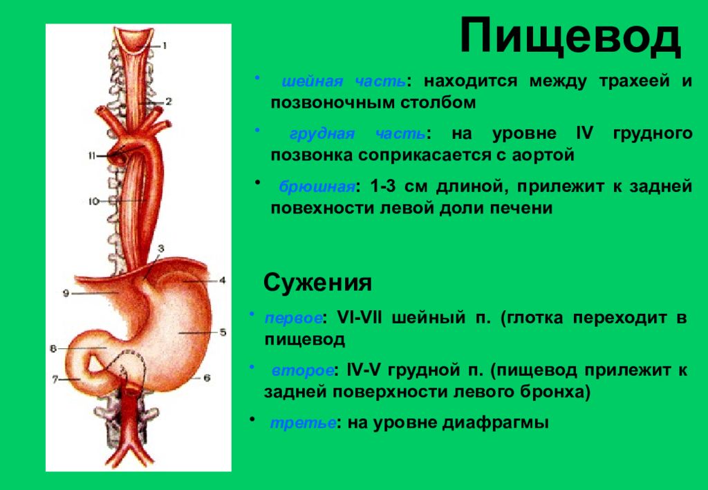 Поверхность пищевода. Спереди шейной части пищевода находится. Анатомические сужения пищевода анатомия. Спереди от пищевода располагается. Границы шейной части пищевода.