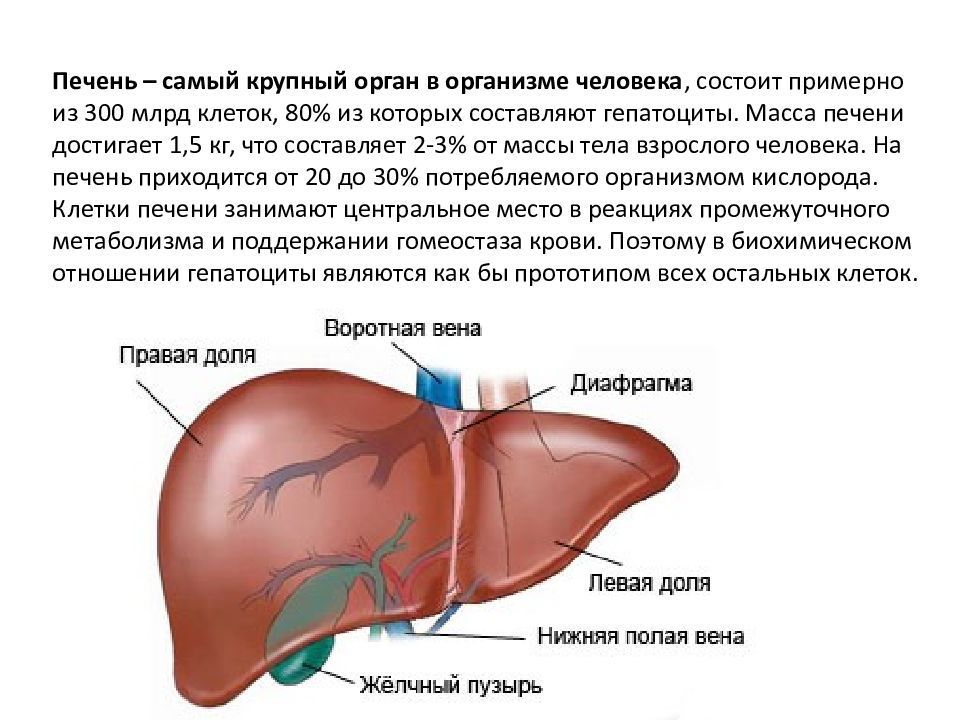 Печень на картинке у человека