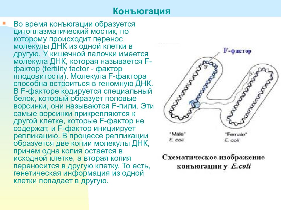 Перенос днк. Цитоплазматические мостики. Конъюгация кишечной палочки. Конъюгация ДНК. Цитоплазматический мостик у бактерий.