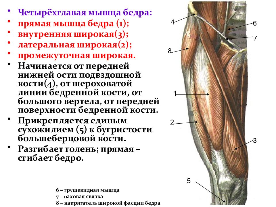 Двуглавая мышца бедра анатомия картинки