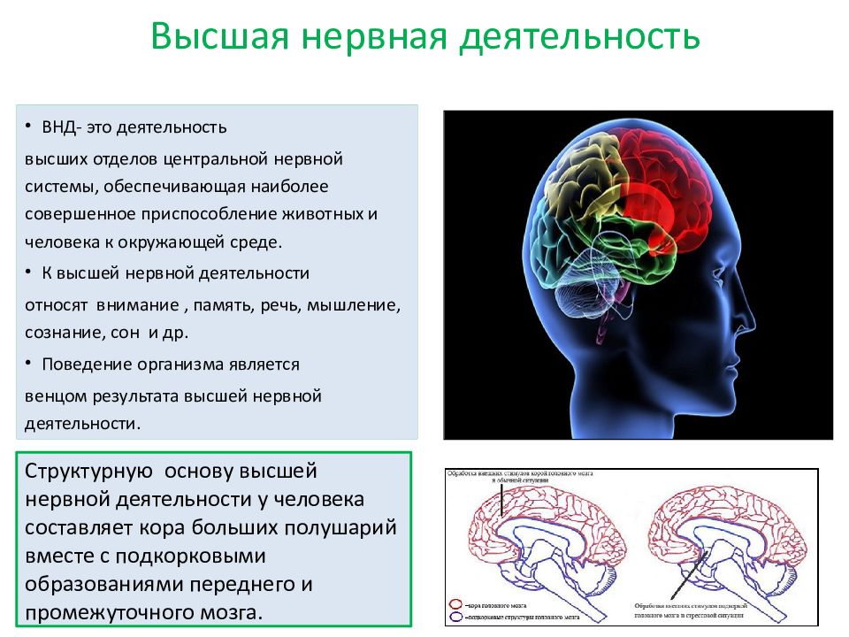 Нервная деятельность презентация