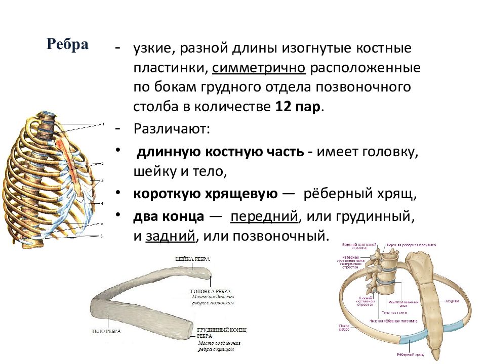 Строение ребра виды ребер. Анатомическое строение ребра. Первое ребро анатомия человека. Строение типичного ребра. Строение 8 ребра.
