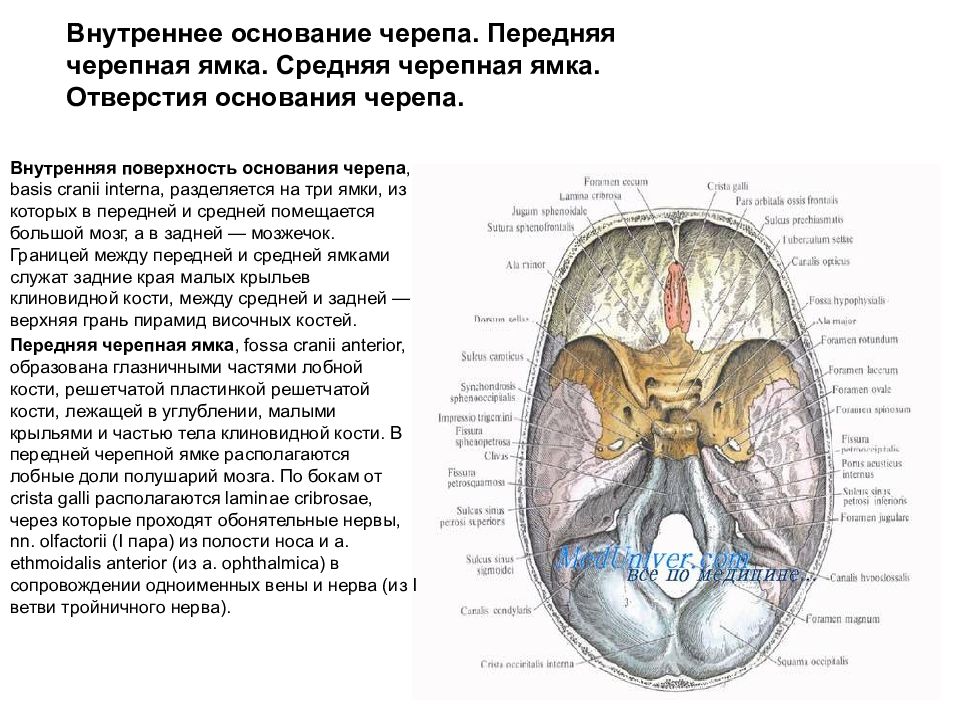Внутренняя поверхность отверстия. Черепные ямки внутреннего основания черепа. Внутреннее основание черепа и его ямки. Средняя черепная ямка Fossa cranii Media. . Топография черепа средняя черепная ямка..