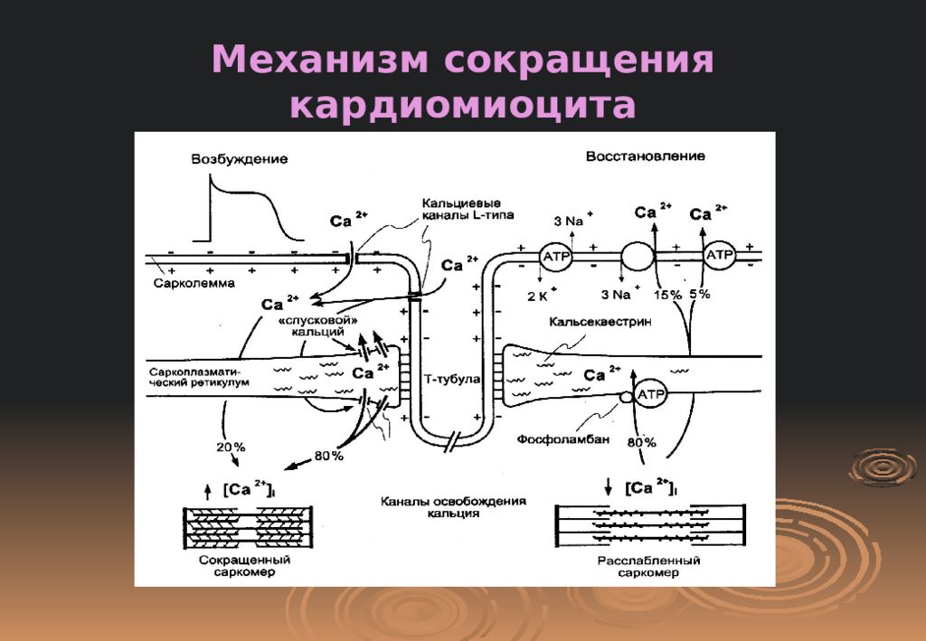 Т система. Механизм и вид проведения возбуждения кардиомиоцитов. Механизм сокращения кардиомиоцитов физиология. Структуры, обеспечивающие сокращение кардиомиоцитов:. Механизм сокращения кардиомиоцита.