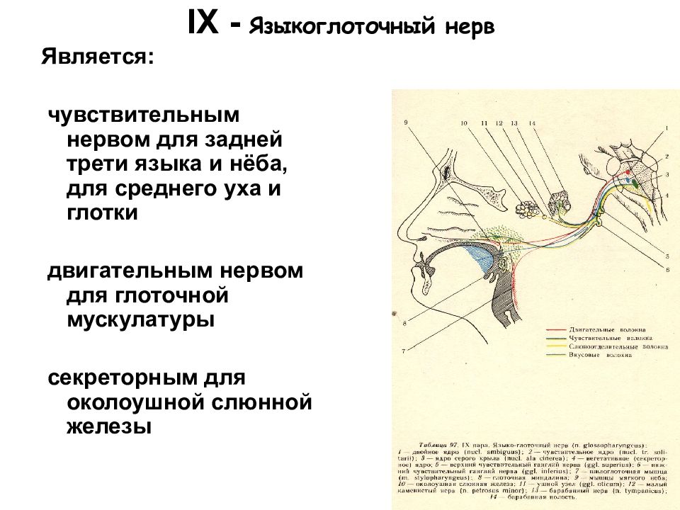 Языкоглоточный нерв анатомия схема ветви