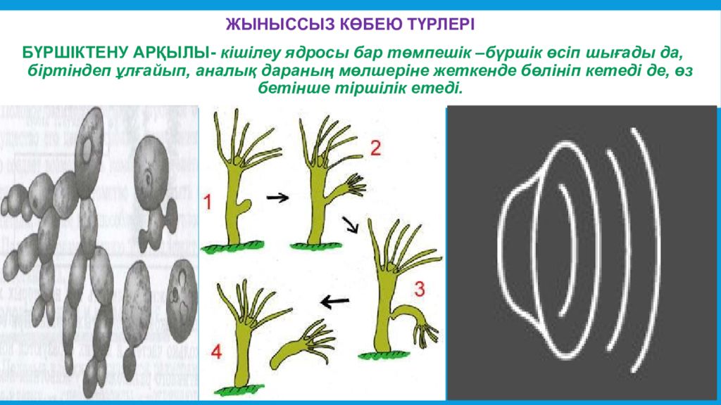 Вегетативті көбею презентация