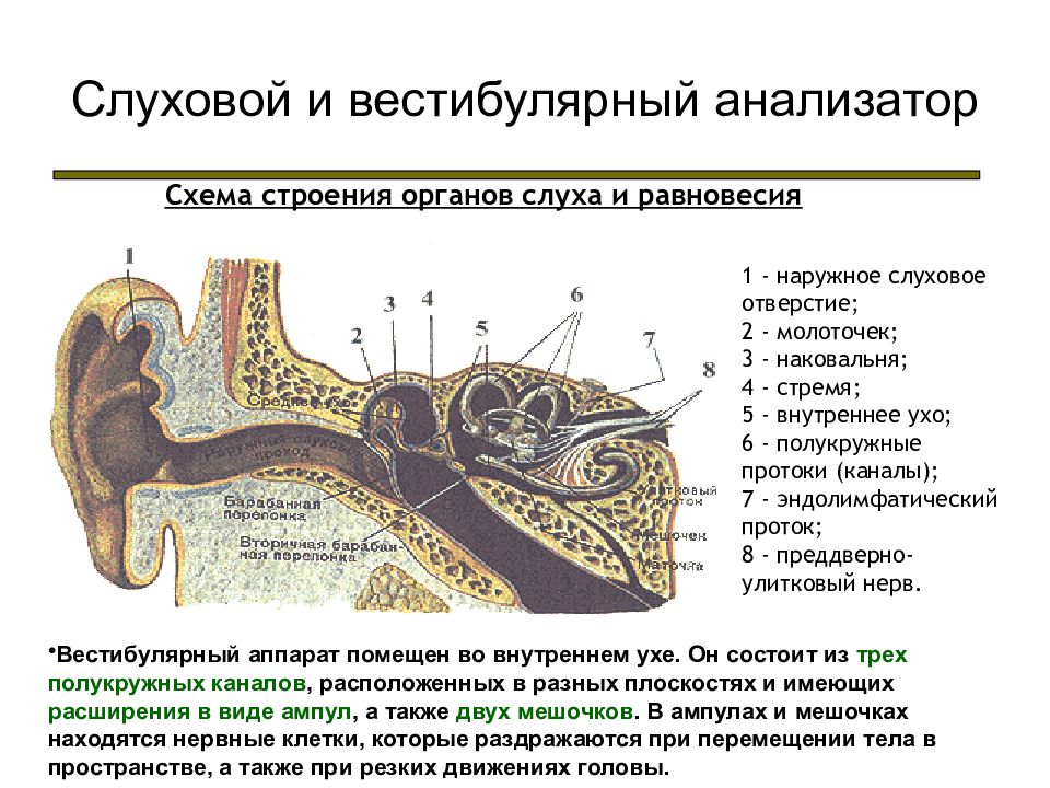 Схема органа слуха