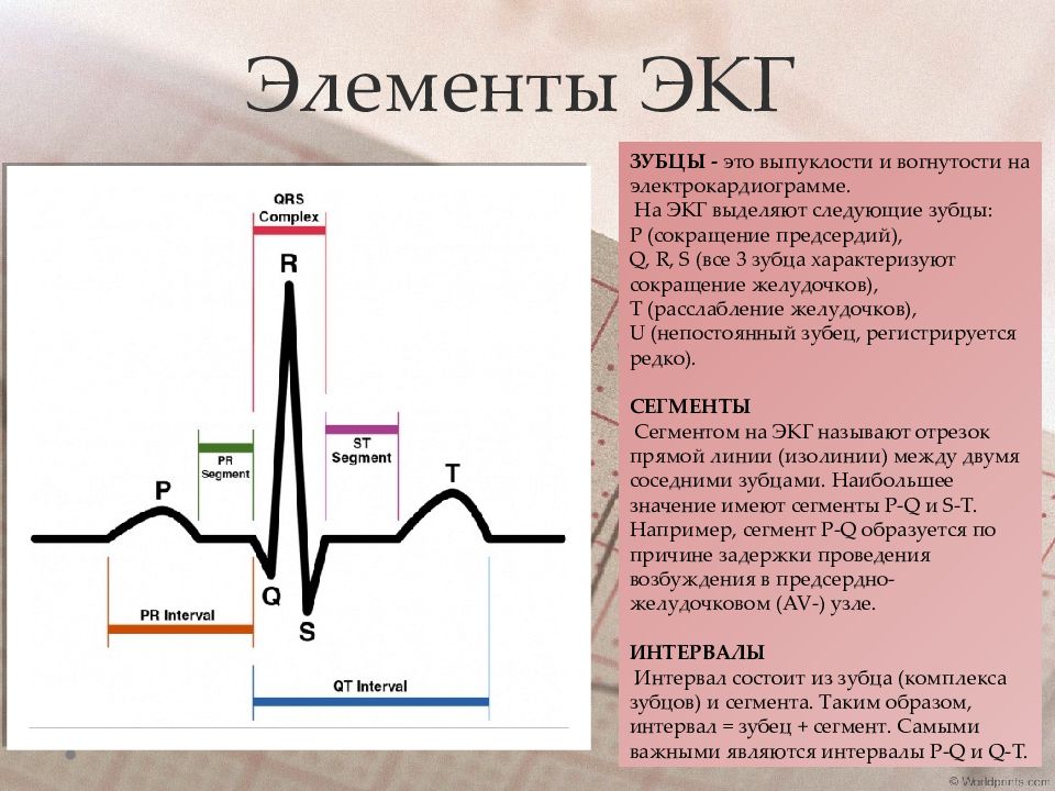 Основы экг презентация