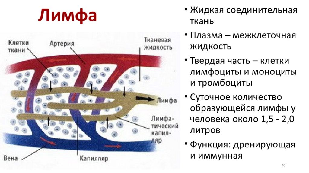 Клетки лимфы. Жидкая соединительная ткань лимфа. Тканевая жидкость это плазма. Характеристика лимфы как ткани гистология. Какое название у жидкой части крови плазма тканевая жидкость лимфа.