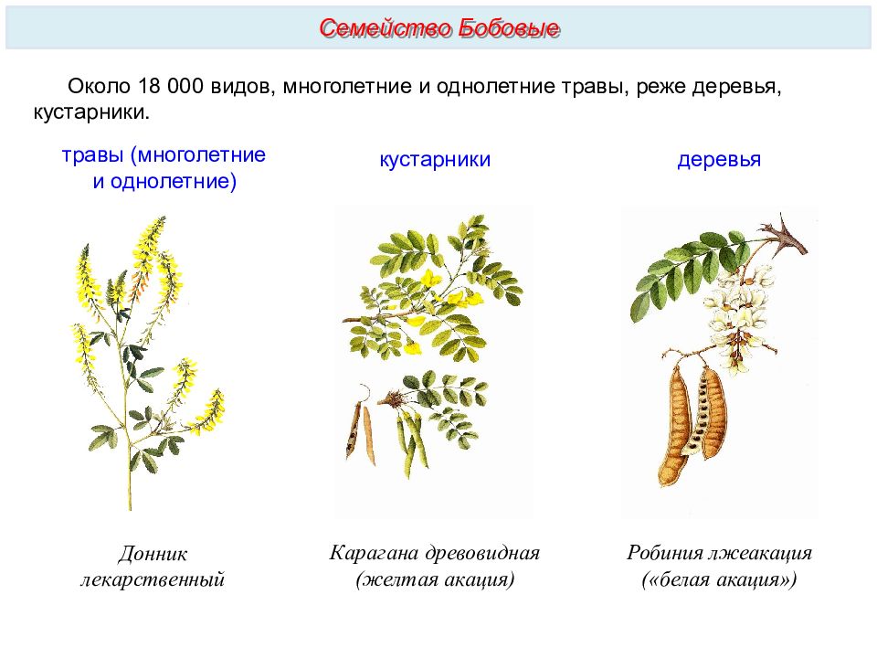 Особенности вегетативных органов семейства бобовых. Желтая Акация семейство. Желтая Акация систематика. Кустарник семейства акациевых. Класс и семейство акации.