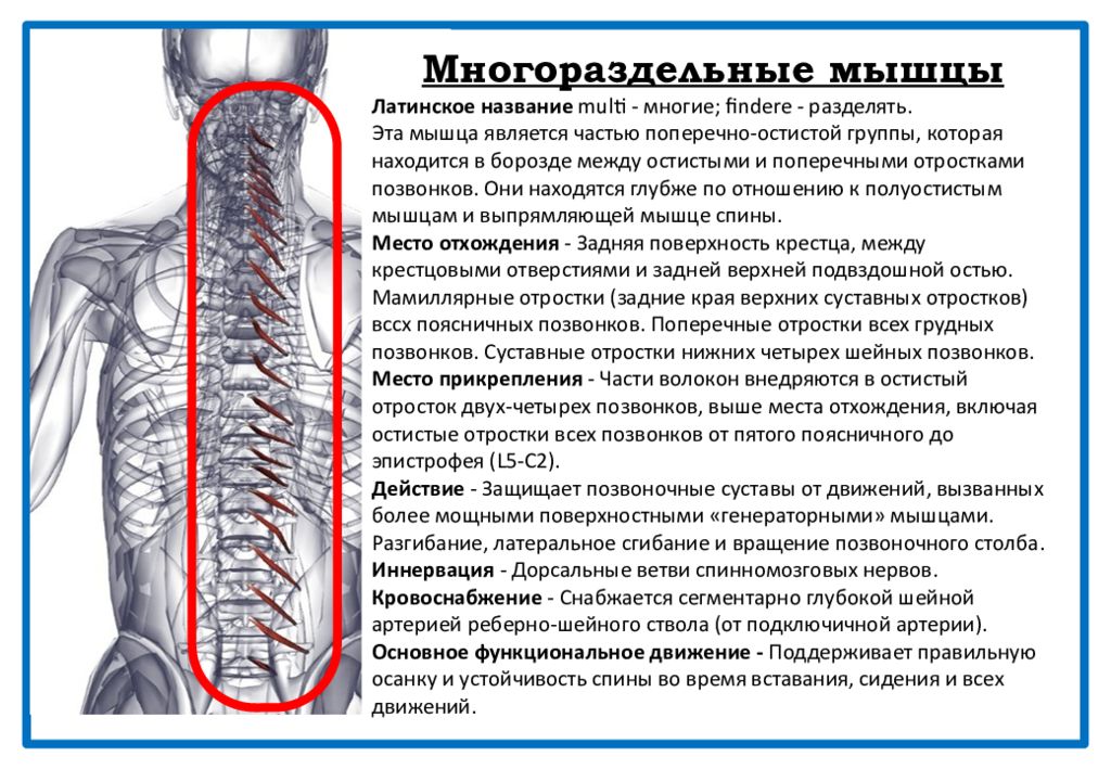 Места прикрепления мышц. Многораздельные мышцы позвоночника. Поперечная остистая мышца спины. Многораздельные и мышцы вращатели. Мышцы вращатели позвоночника.