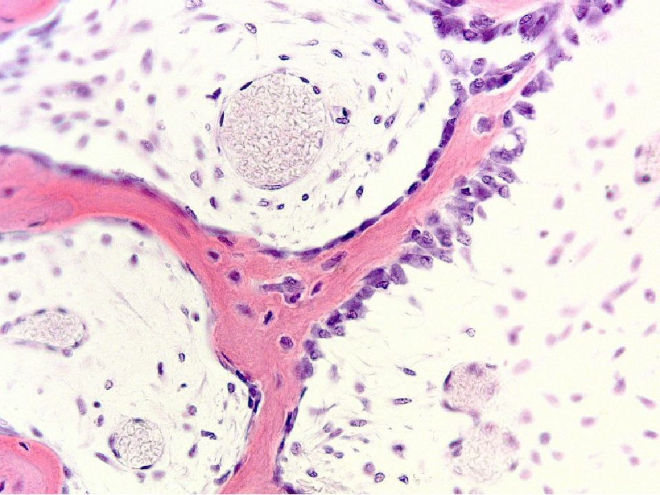 Презентация костная ткань гистология