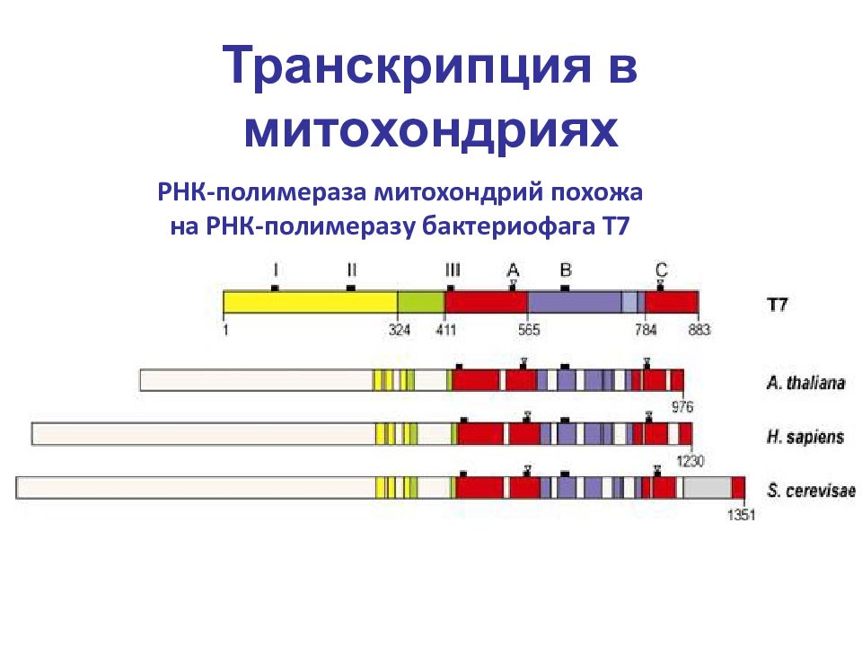 Элементы транскрипции у эукариот. Обратная транскрипция у эукариот. Транскрипция у эукариот происходит. Транскрипция у эукариот биология.