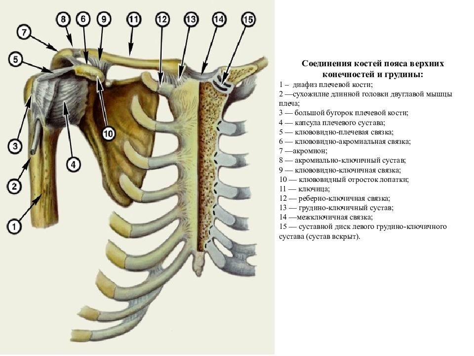 Соединения костей плечевого пояса. Соединения пояса верхней конечности. Соединения плечевого пояса анатомия. Соединения пояса верхней конечности анатомия.