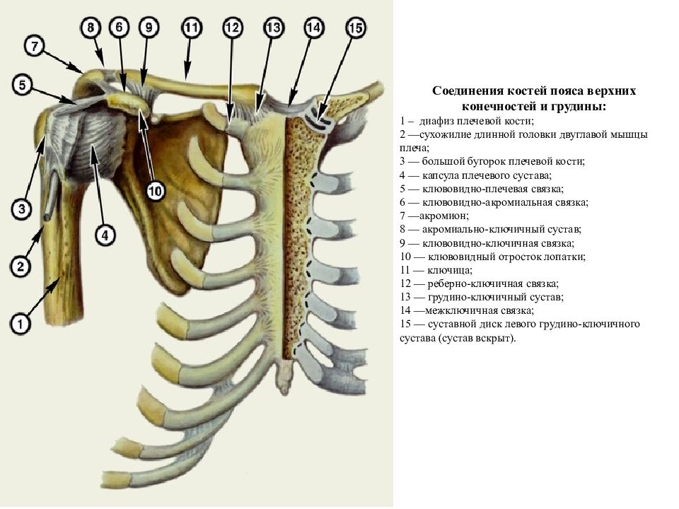 Соединение верхней костей. Скелет плечевого сустава вид сзади. Соединения плечевого пояса анатомия. Анатомия соединение пояса верхних конечностей. Соединение костей пояса верхней конечности грудино-ключичный сустав.