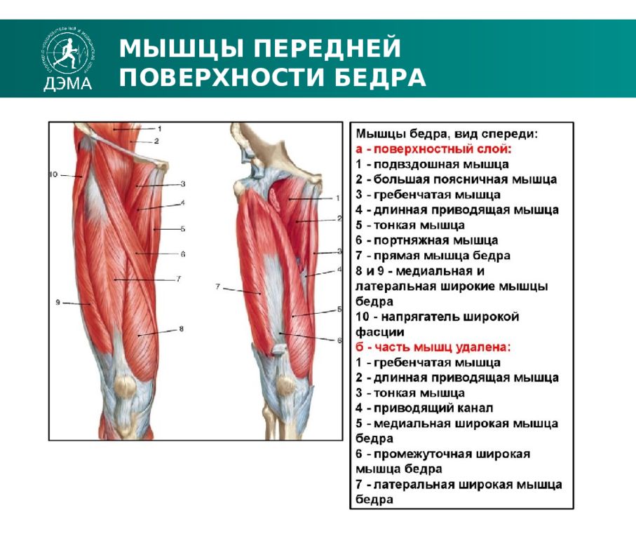 Передняя поверхность бедра. Мышцы передней поверхности. Мышцы передней области колена. Переднелатеральная поверхность бедра.