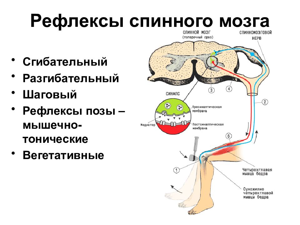 5 спинномозговых рефлексов. Центры рефлекторной функции спинного мозга. Рефлекторная деятельность спинного мозга. Рефлекторная функция спинного мозга физиология. Рефлекторная функция отделов спинного мозга.