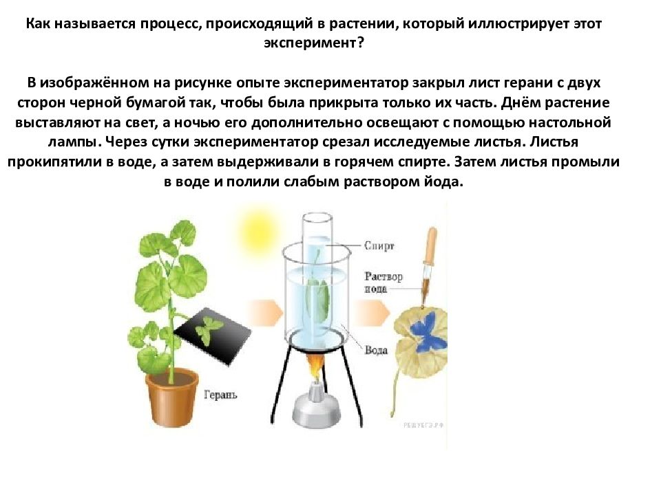 Экспериментатор поместил зеленое растение