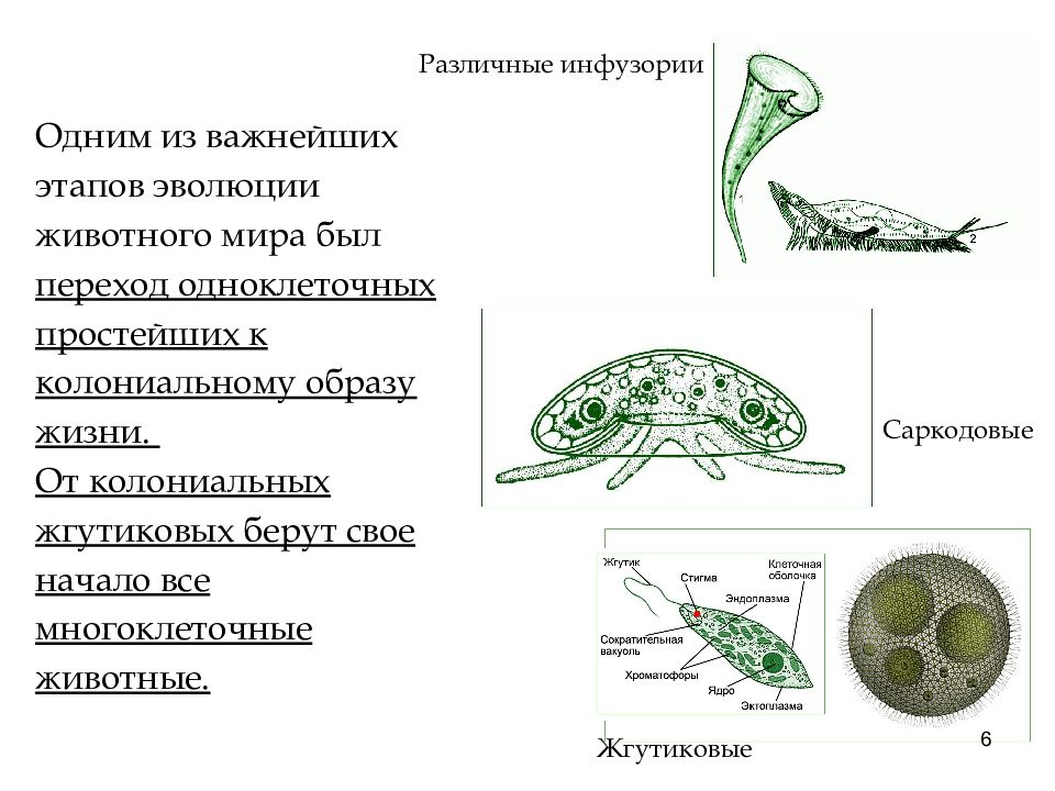 Древние простейшие. Эволюция многоклеточных животных. Этапы развития многоклеточных животных. Эволюция одноклеточных. Стадии развития одноклеточных.