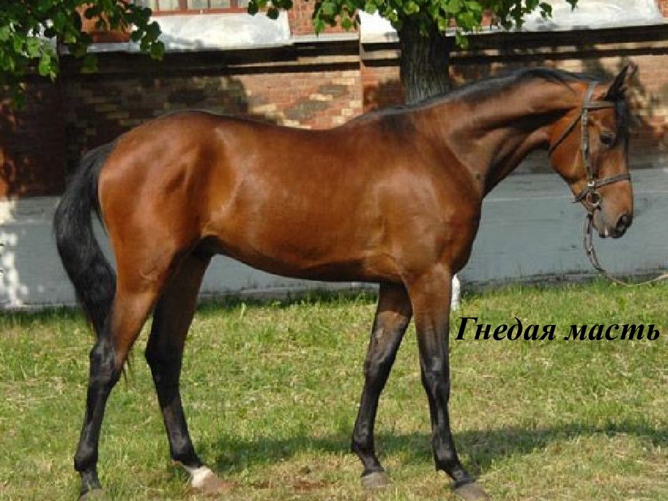 Гнедая масть