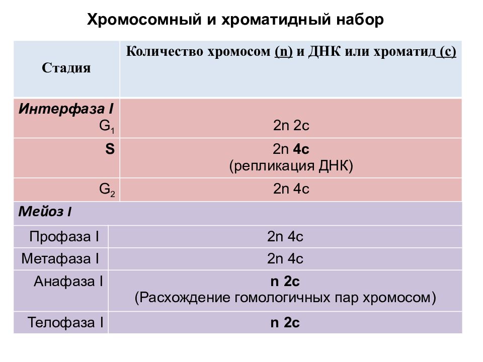 Количество днк митоз. Интерфаза количество хромосом и ДНК. Мейоз генетический материал. Клеточный цикл количество хромосом и ДНК. Интерфаза число хромосом и количество ДНК.