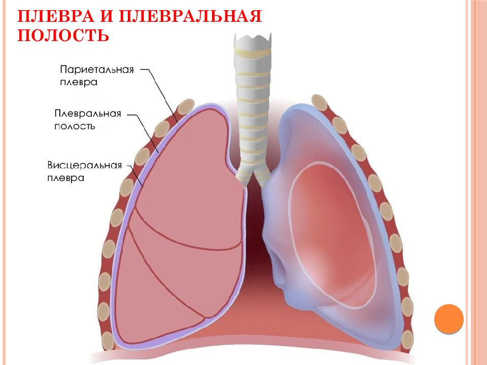 Плеврит легких картинки