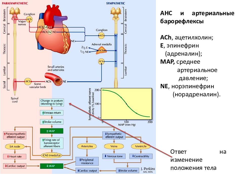 Адреналин карта. Барорецепторная система регуляции артериального давления. Регуляция артериального давления механизмы барорецепторы. Роль АДГ В регуляции артериального давления. Барорецепторный механизм регуляции ад.