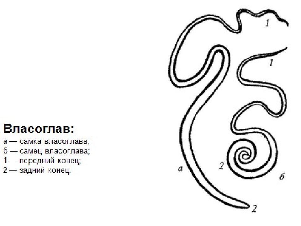 Власоглав рисунок с подписями