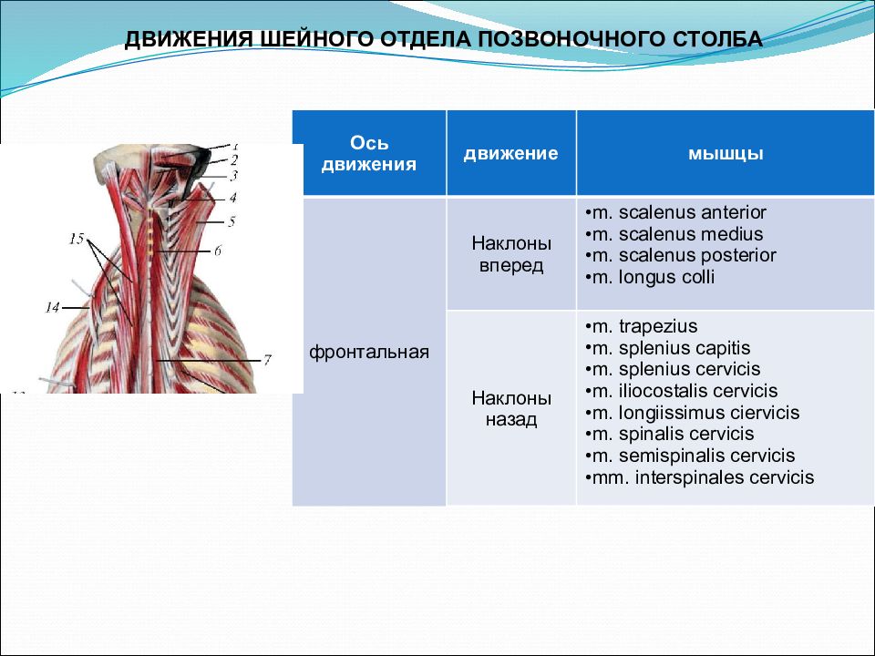 Отдел движение. Мышцы действующие на шейный отдел позвоночника. Мышцы, обеспечивающие движения шейного отдела позвоночного столба. Мышцы действующие на Позвоночный столб. Мышцы приводящие в движение Позвоночный столб.