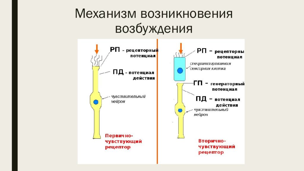 Механизм возбуждения мышечного веретена. Вторичночувствующие рецепторы механизм возбуждения. Механизм возникновения возбуждения в рецепторах. Первичночувствующие рецепторы. Механизм возникновения возбуждения в рецепторах физиология.