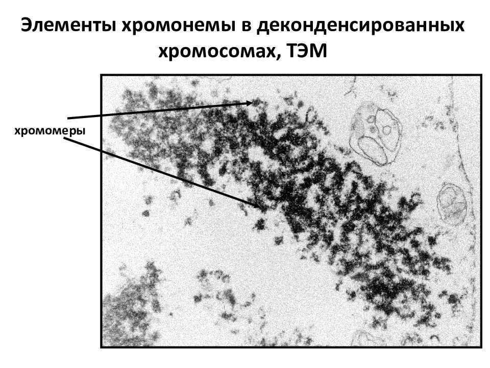 Генетически активный хроматин