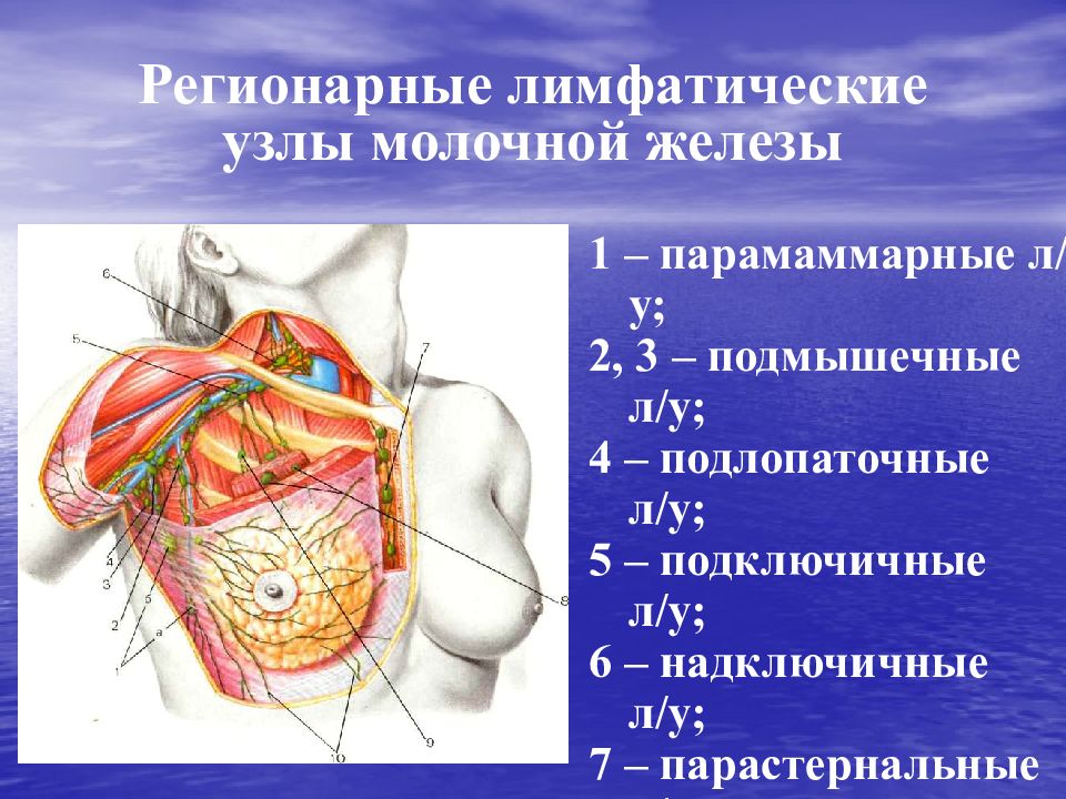 Узлы молочных желез