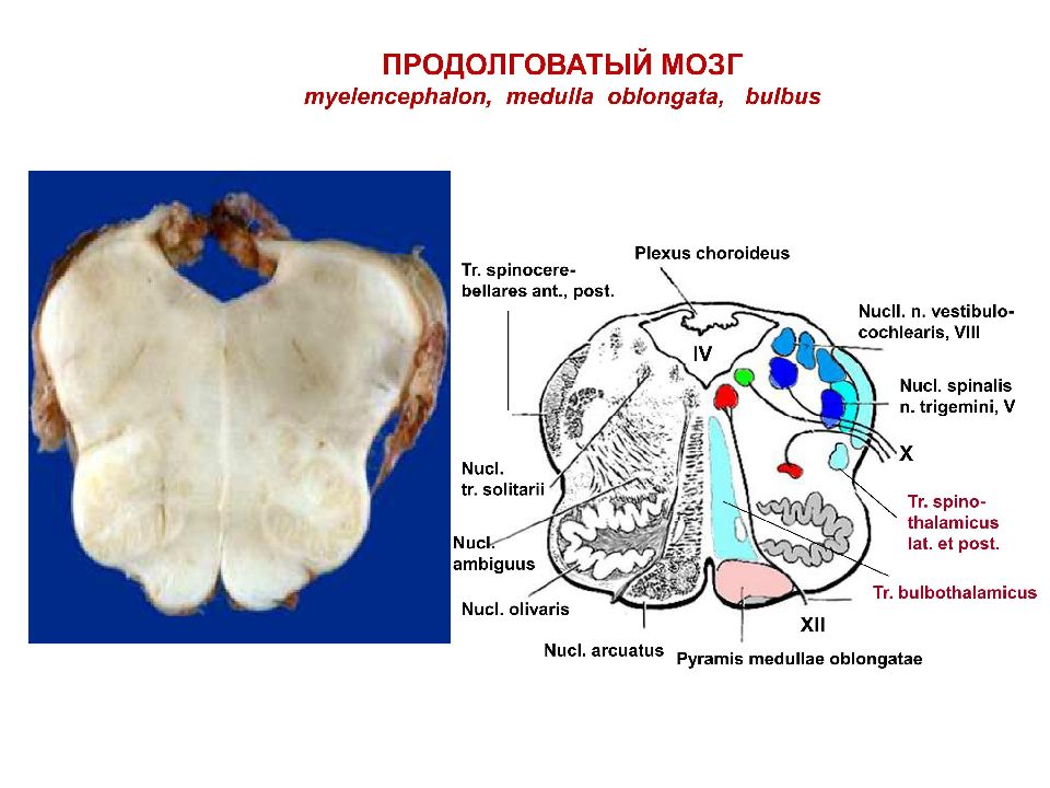 Ядра продолговатого мозга. Поперечный срез продолговатого мозга схема. Схема расположения ядер продолговатого мозга. Поперечный срез продолговатого мозга ядра. Внутреннее строение продолговатого мозга схема.